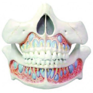 Decidous Teeth Model